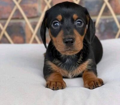Black & Tan Smooth Dachshund Puppy — Dachshund available at DachField
