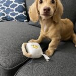 Golden Cream Longhaired Dachshund Puppy — Main Photo
