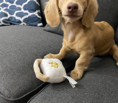 Golden Cream Longhaired Dachshund Puppy — Dachshund available at DachField