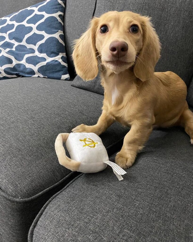 Golden Cream Longhaired Dachshund Puppy — Main Photo