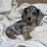 Blue Dapple Longhaired Dachshund Puppy — Main Photo