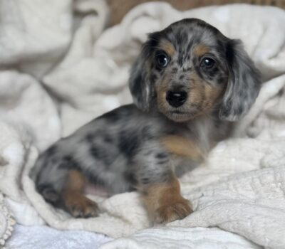 Blue Dapple Longhaired Dachshund Puppy — Dachshund available at DachField