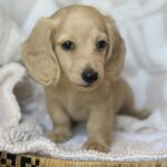 Cream Longhaired Dachshund Puppy — Main Photo