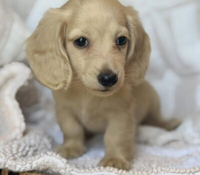 Cream Longhaired Dachshund Puppy — Dachshund available at DachField