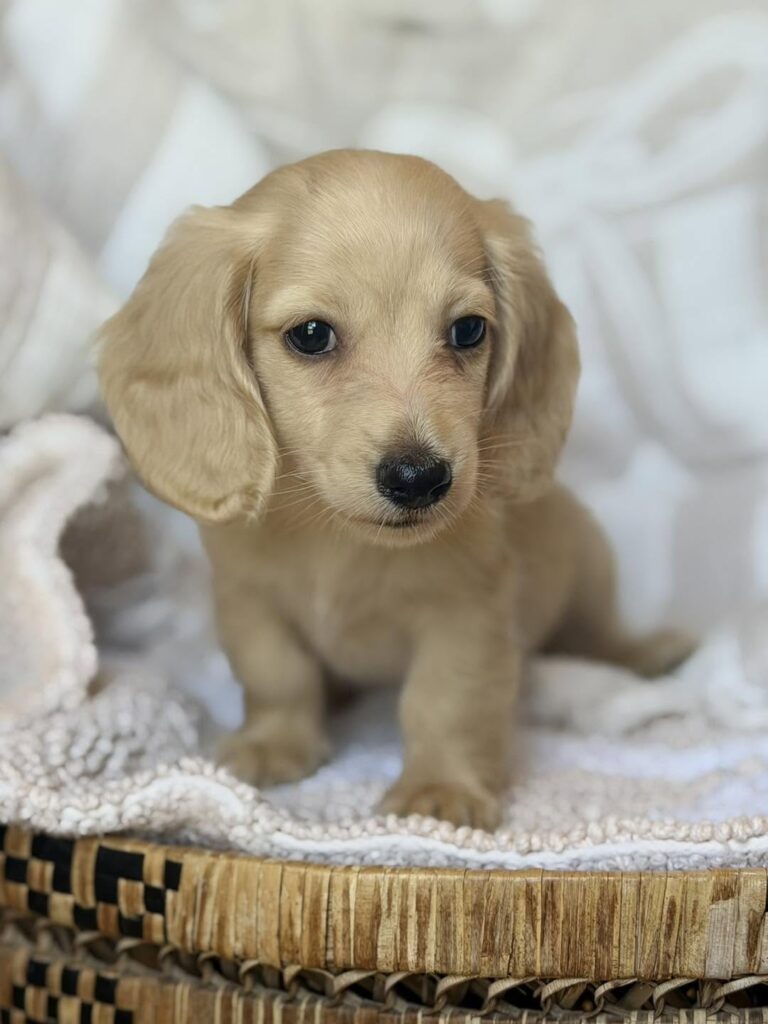 Cream Longhaired Dachshund Puppy — Main Photo