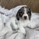 Blue Dapple Piebald Dachshund Puppy — Main Photo