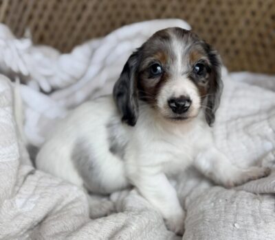 Blue Dapple Piebald Dachshund Puppy — Dachshund available at DachField