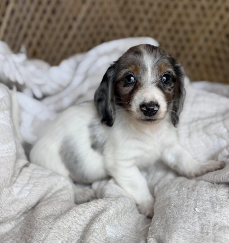 Blue Dapple Piebald Dachshund Puppy — Main Photo