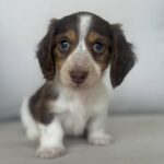 Chocolate & White Piebald Dachshund Puppy — Main Photo