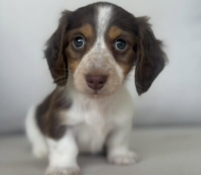 Chocolate & White Piebald Dachshund Puppy — Dachshund available at DachField