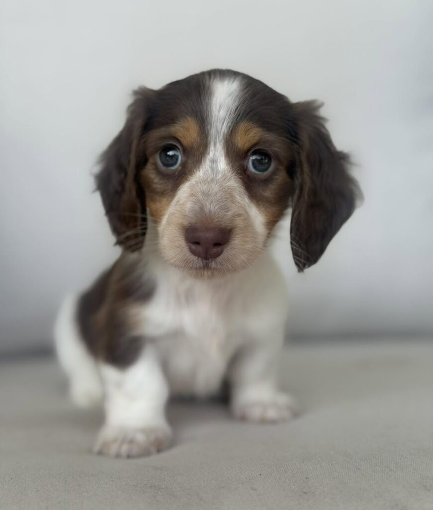Chocolate & White Piebald Dachshund Puppy — Main Photo