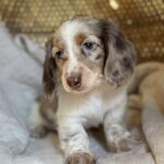 Isabella Dapple Dachshund Puppy — Main Photo