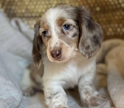 Isabella Dapple Dachshund Puppy — Dachshund available at DachField