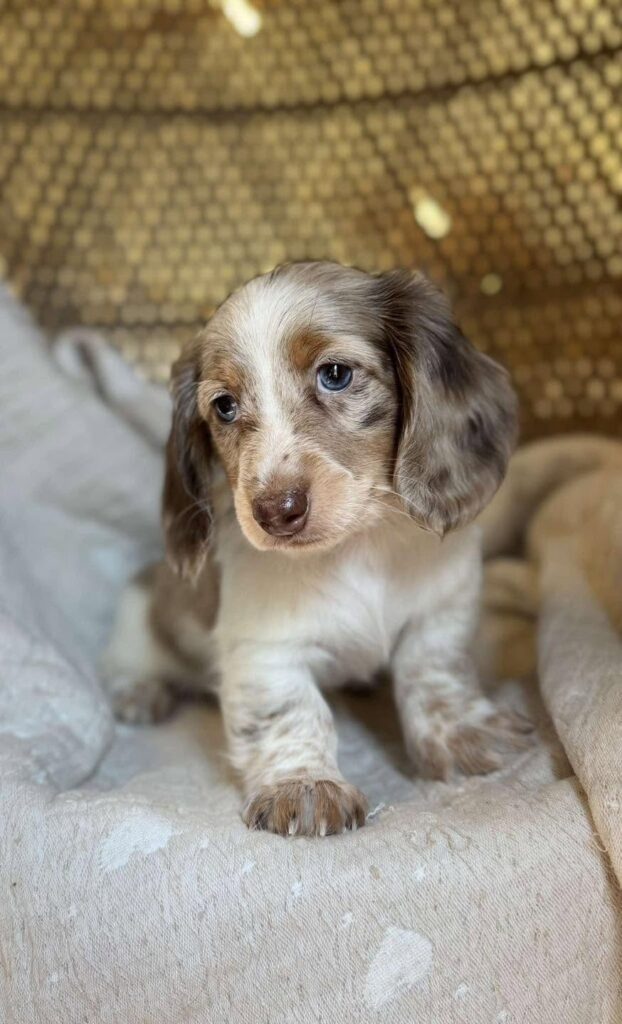 Isabella Dapple Dachshund Puppy — Main Photo