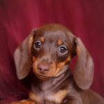 Chocolate & Tan Dachshund Puppy — Main Photo
