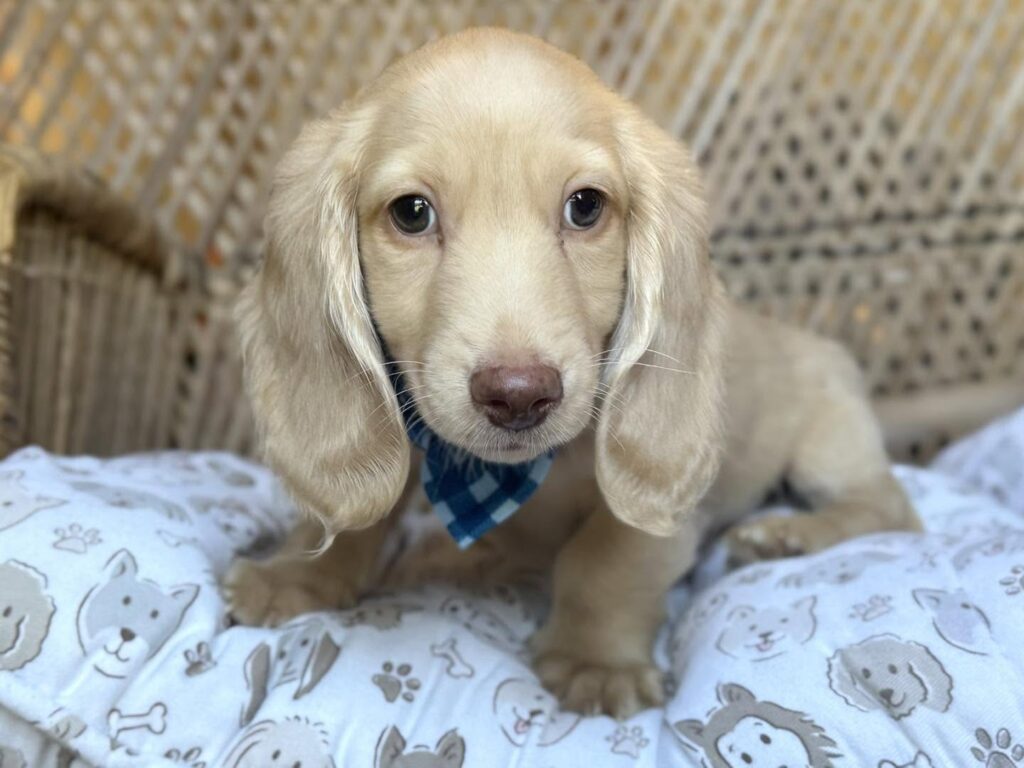 Cream Longhaired Dachshund Puppy — Main Photo