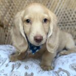 Cream Longhaired Dachshund Puppy — Main Photo