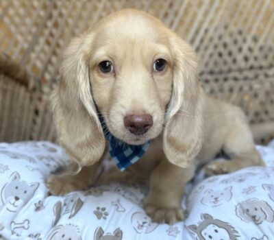 Cream Longhaired Dachshund Puppy — Dachshund available at DachField