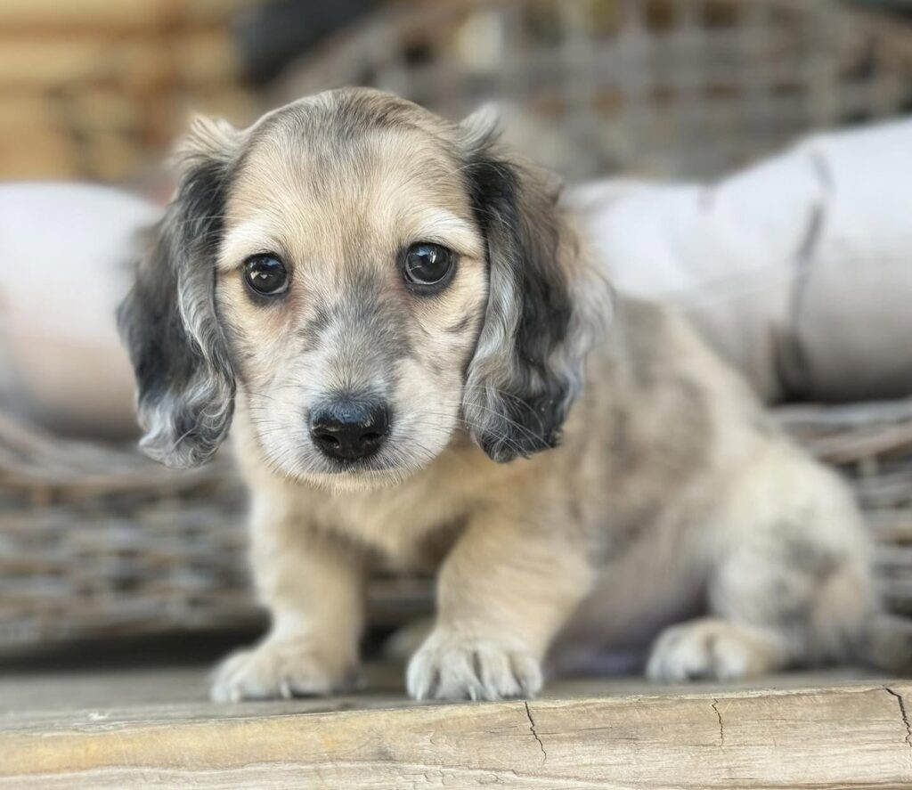 Cream Dapple Longhaired Dachshund Puppy — Main Photo