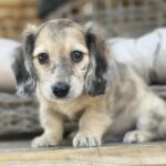 Cream Dapple Longhaired Dachshund Puppy — Main Photo