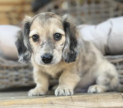 Cream Dapple Longhaired Dachshund Puppy — Dachshund available at DachField
