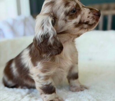 Chocolate Dapple Longhaired Dachshund Puppy — Dachshund available at DachField
