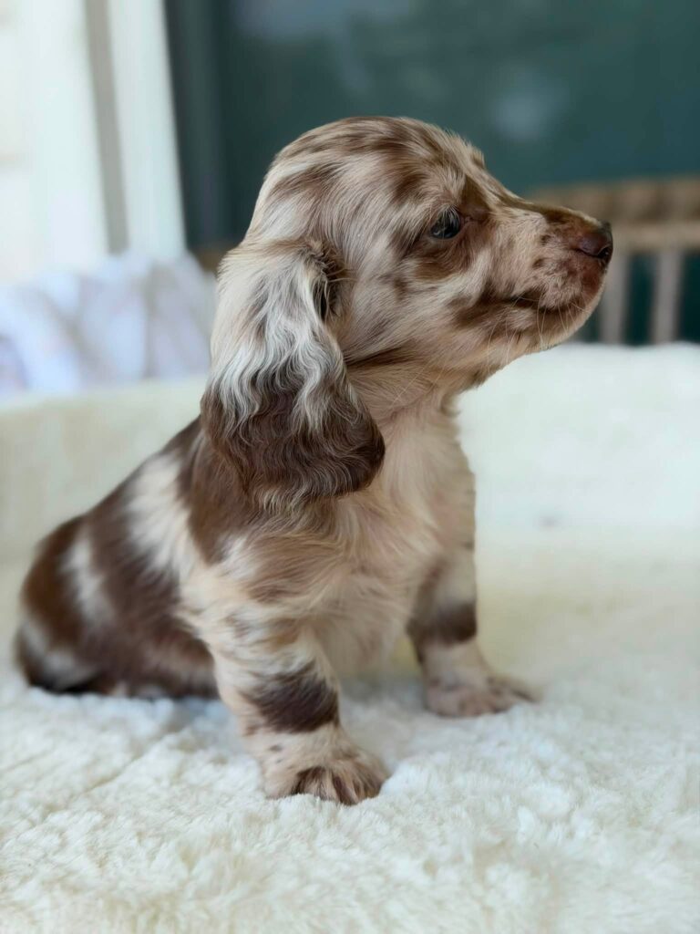 Chocolate Dapple Longhaired Dachshund Puppy — Main Photo