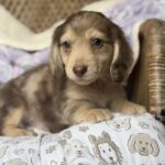 Isabella Dapple Longhaired Dachshund Puppy — Main Photo
