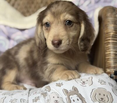 Isabella Dapple Longhaired Dachshund Puppy — Dachshund available at DachField