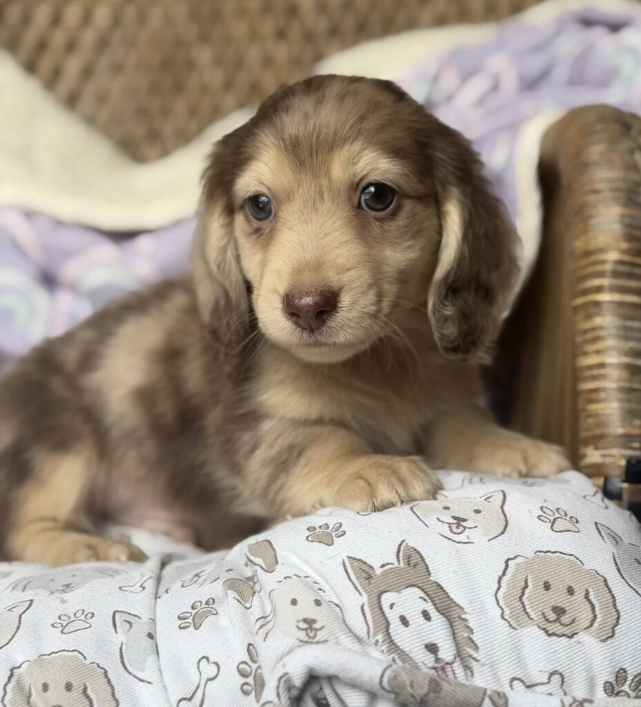 Isabella Dapple Longhaired Dachshund Puppy — Main Photo