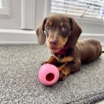 Chocolate & Tan Dachshund Puppy — Main Photo