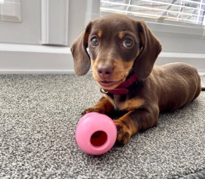 Chocolate & Tan Dachshund Puppy — Dachshund available at DachField