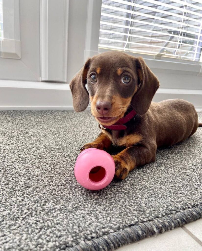 Chocolate & Tan Dachshund Puppy — Main Photo
