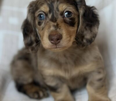 Chocolate Dapple Blue-Eyed Longhaired Dachshund Puppy — Dachshund available at DachField