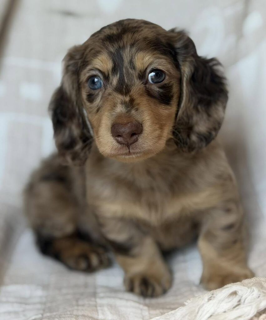 Chocolate Dapple Blue-Eyed Longhaired Dachshund Puppy — Main Photo