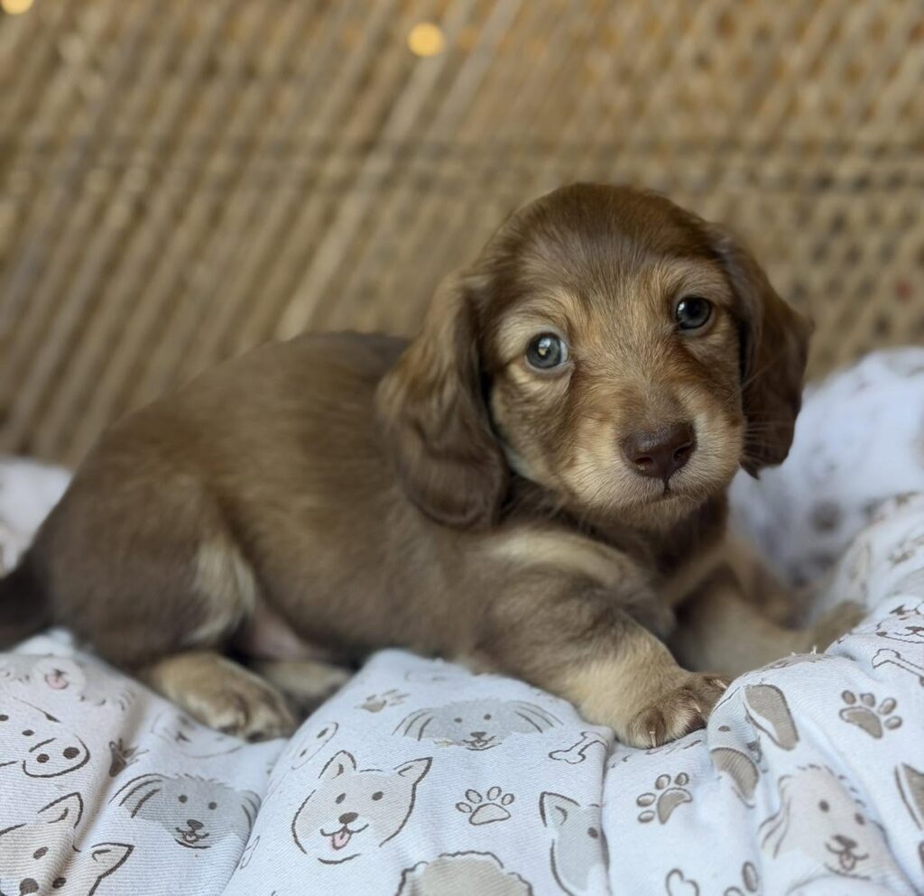 Chocolate Longhaired Dachshund Puppy — Main Photo