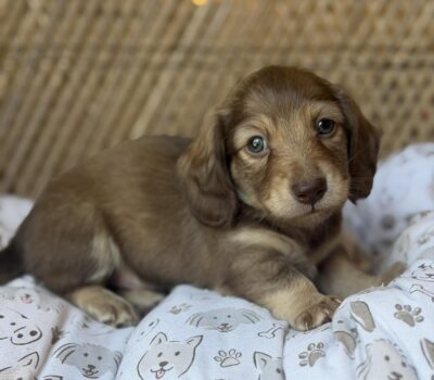 Chocolate Longhaired Dachshund Puppy — Dachshund available at DachField