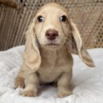 Cream Longhaired Dachshund Puppy — Main Photo