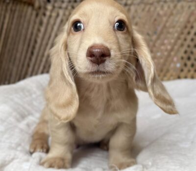 Cream Longhaired Dachshund Puppy — Dachshund available at DachField