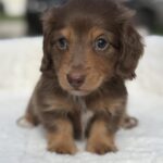 Chocolate & Tan Longhaired Dachshund Puppy — Main Photo