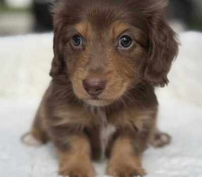 Chocolate & Tan Longhaired Dachshund Puppy — Dachshund available at DachField