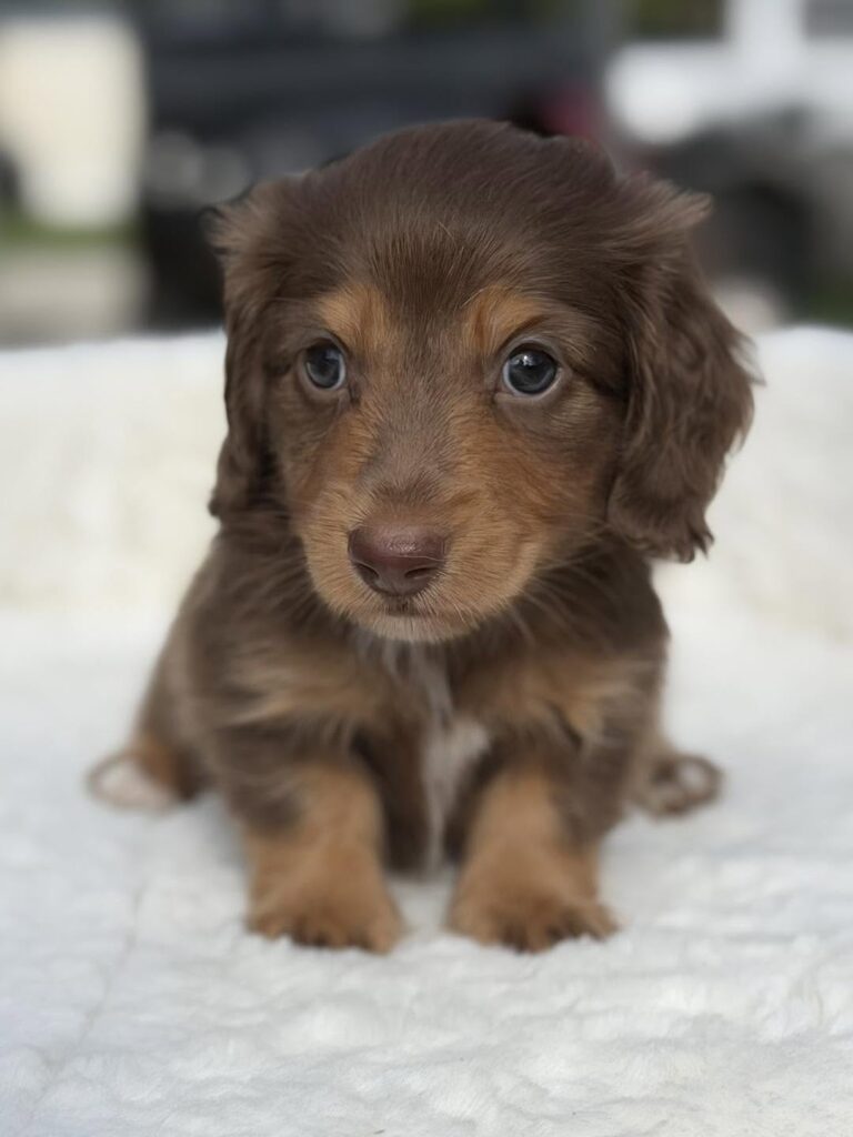 Chocolate & Tan Longhaired Dachshund Puppy — Main Photo