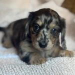 lack & Tan Dapple Longhaired Dachshund Puppy — Main Photo