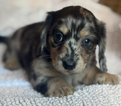 lack & Tan Dapple Longhaired Dachshund Puppy — Dachshund available at DachField