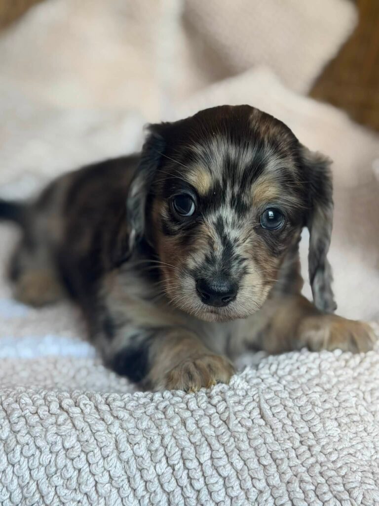 lack & Tan Dapple Longhaired Dachshund Puppy — Main Photo