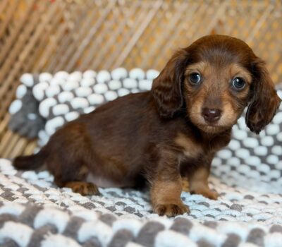 Chocolate & Tan Blue-Eyed Longhaired Dachshund Puppy — Dachshund available at DachField