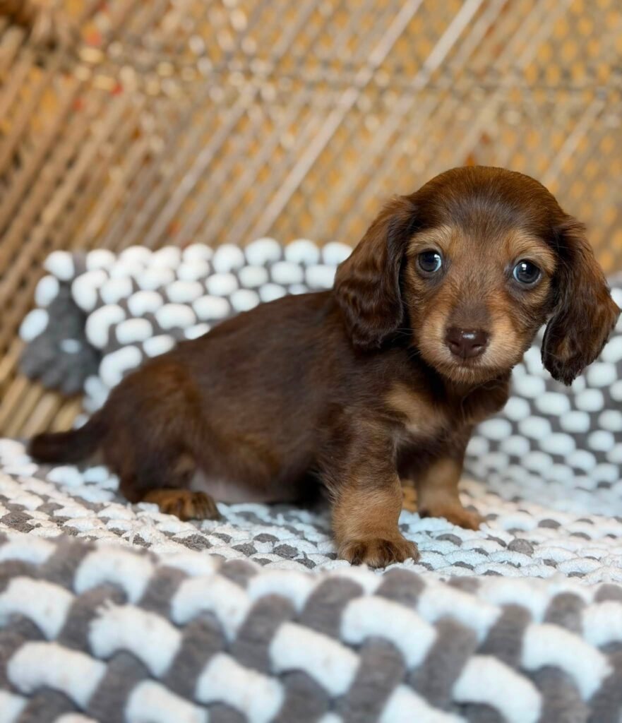 Chocolate & Tan Blue-Eyed Longhaired Dachshund Puppy — Main Photo