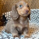 Isabella Blue-Eyed Longhaired Dachshund Puppy — Main Photo
