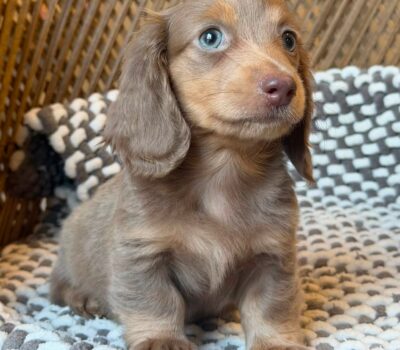Isabella Blue-Eyed Longhaired Dachshund Puppy — Dachshund available at DachField