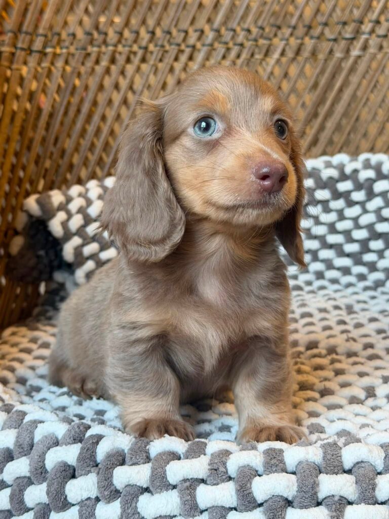 Isabella Blue-Eyed Longhaired Dachshund Puppy — Main Photo